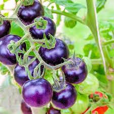 Dark Blue Tomato Solanum lycopersicum for planting in home garden